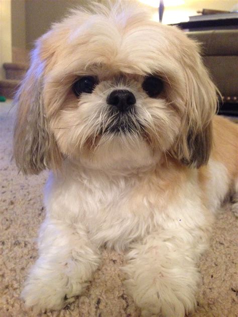 brown shih tzu|dark brown shih tzu puppies.